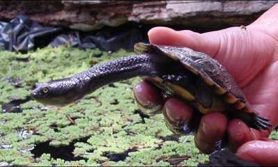 Children across Greater Shepparton are invited to Turtle Talk
