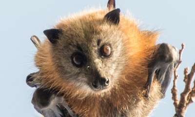 Get batty these school holidays with free Bats in Our Neighbourhood night 