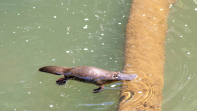 Platypus Spotting