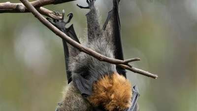 Bat Night